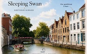 Sleeping Swan